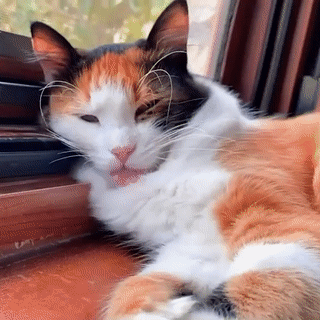 -> Calico Cat Therian Stimboard !