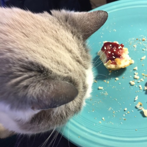 chocolatequeennk: She doesn’t make biscuits, but she loves eating them. @mostlycatsmostly