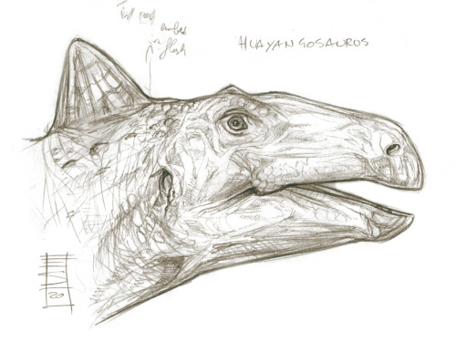 Sketchy Dino Head_Huayangasaurus. Pencils, 2020.References: Greg S. Paul.