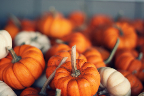 autumn-whimsy:  Baby Pumpkins by ashleyTIA on Flickr.