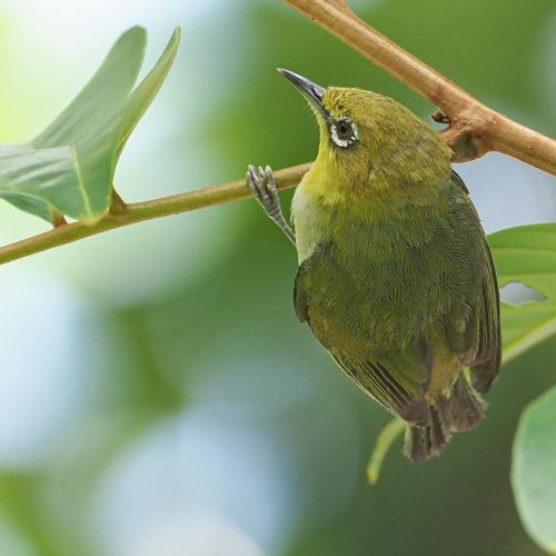 leehsia_ganSwinhoe’s white-eye