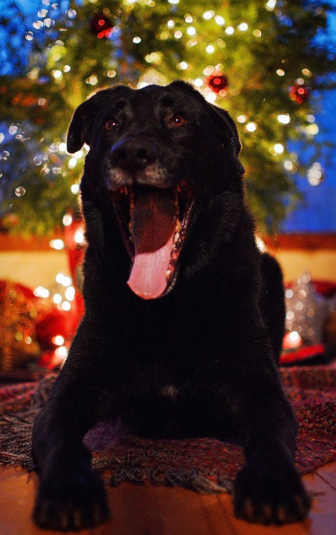 Holiday shoot (part two)!Photos of Jasper always end up horribly grainy since he is so dark.. 
