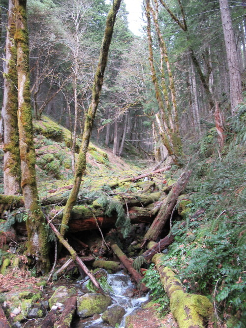 deanschlichting:Crossing number 2, Willamette National Forest, Oregon USA