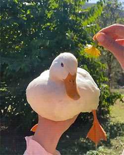 A Tiny, Tiny Duck 🐥 Using A Flower As A Hat 🌼 