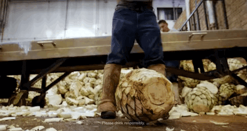 micdotcom:  Watch: Who knew making tequila could be so mesmerizing