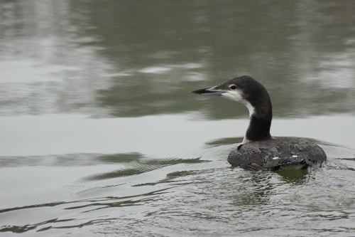 Common Loon