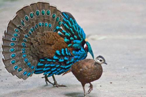 lookatthisbabybird:Palawan Peacock Pheasant x