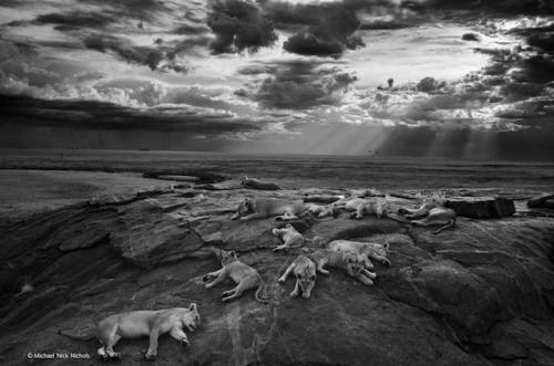 Lions of Serengeti National ParkbyMichael ‘Nick&rsquo; Nich for Wildlife Photographer of t