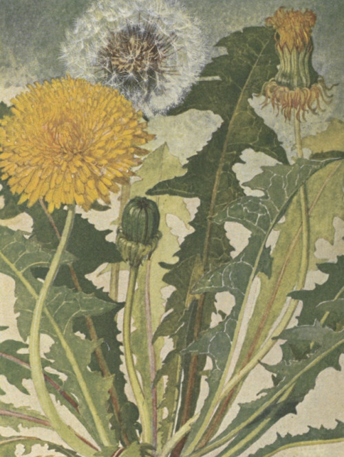 clawmarks:Les fleurs des prairies et des pâturages - Edmond Gustave Camus - 1914 - via Ga