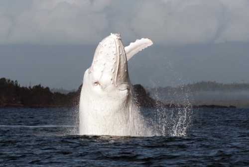 nubbsgalore: migaloo, one of only two known all white humpback whales, was photographed off the nort
