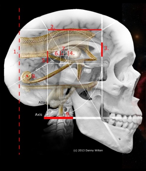 theallseeingcat:Anatomy Of HorusBy: Danny Wilten(Originally one image, which I deconstructed in hope