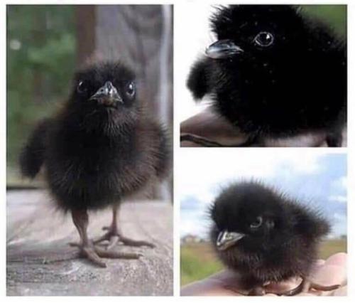 bugkeeping:cuteness–overload:Baby crows!Submit your cute pet here | Source: https://bit.ly/3bXqzQXoh