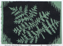 furtho:Anne EG Nydam’s Broad Beech Fern (via here)