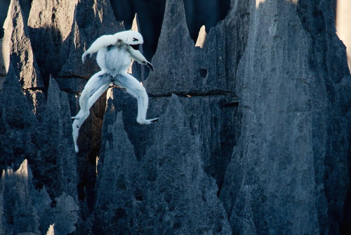 nubbsgalore:  tsingy de bemaraha national park, a unesco world heritage site in western madagascar, is home to lemurs who, with thick pads on their hands and feet, navigate this six hundred square kilometer labyrinth of three hundred foot tall razor sharp