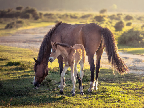 new forest pony