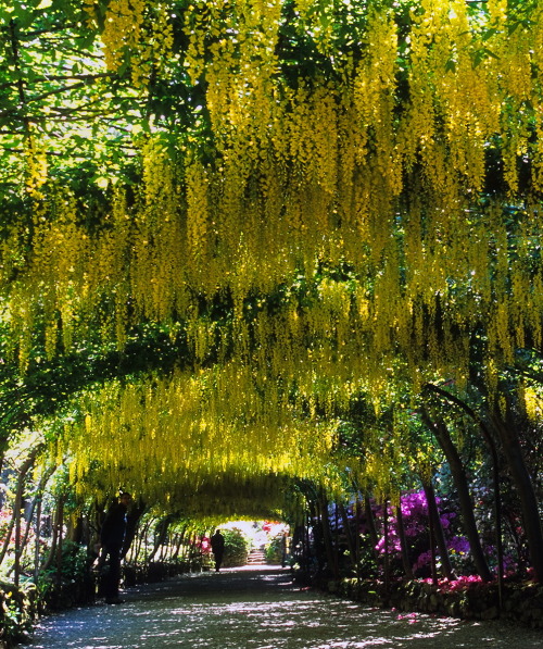 The famous laburnum arch at Bodnant Garden in Conwy, Wales (by ukgardenphotos).