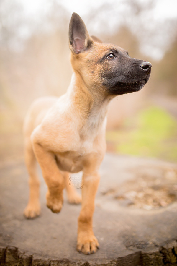 blackpepperphotos:  Cutiepie Paco, 9 weeks old Malinois puppy. Sharp little raptor