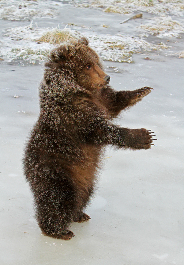 llbwwb:  Kodiak Grizzly Cub - Male (by AlaskaFreezeFrame) with permission