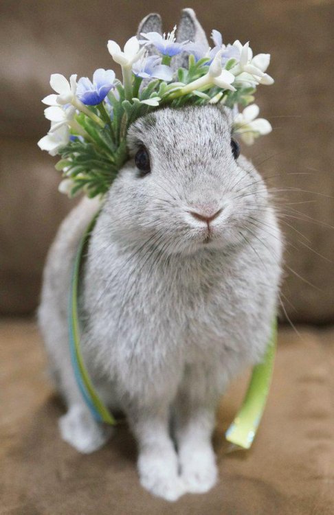 Porn Pics forest-faerie-witch:  Bunnies wearing flowers