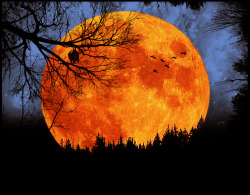 theravensden:  Havest Moon tonight September 18th /13 &lt;3 