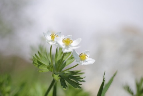 文章載せると 写真がアップ出来ず。 画像が重すぎるのかな。 白馬岳の花々。 そして 雷鳥の親子にも出会えて感動。 白馬岳縦走 その1。 &lsquo;17.7/20-22