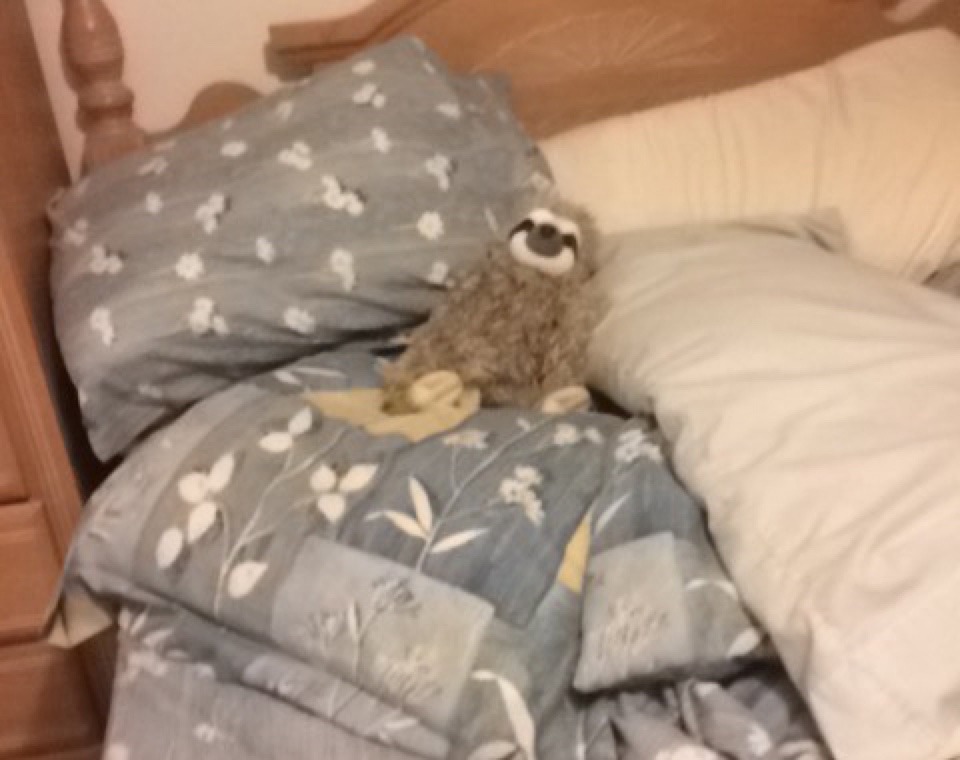 Got a birthday sloth from daddy  His name is Leif 🍃 (✿´ ꒳ ` )👑🍰🎁🎈🎉💗💕