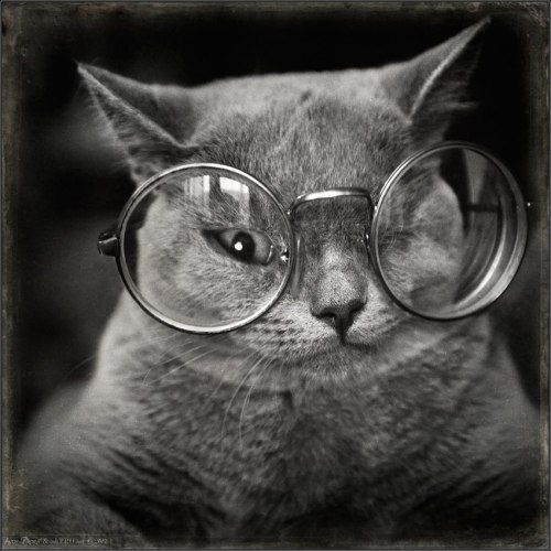 thefrogman:  This is Tomcat by Andy Prokh [vk] [h/t: fer1972]        