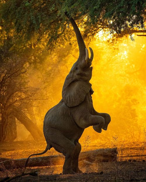pangeen:This would be one of the most amazing things I’ve seen. Mana Pools elephant reaching for foo