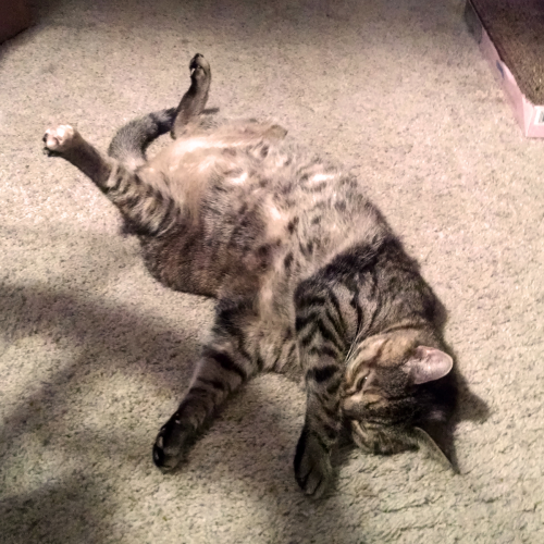 Hermy wants to show you her belly. No touching!