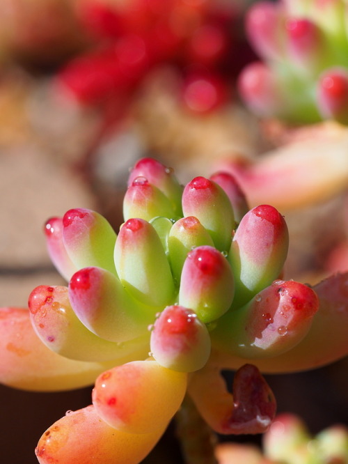 markunsan:Sedum pachyphyllum