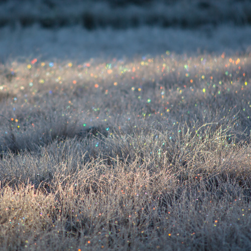 tiinatormanenphotography:  Sparkling frost prisms. Oct 2015, Southern Lapland, Finland. by Tiina Törmänen | web | FB | IG | 