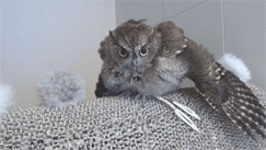 generichenle:フクロウのクウちゃん、水浴びから乾燥まで / Screech Owl having a bath and then being dried.