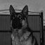 puppyboybrainz