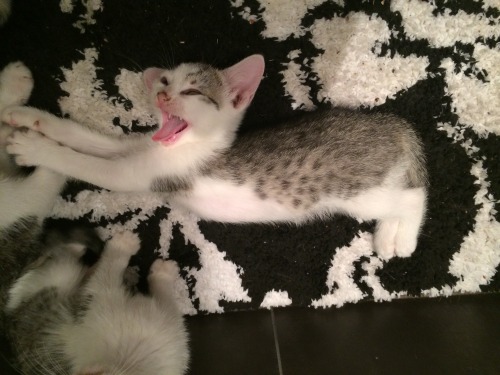 scratchingpad:  Kitten yoga on the bath mat cc getoutoftherecat 