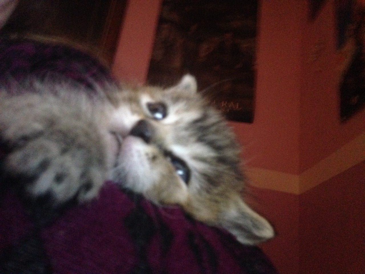 Unflattering Cat Selfies