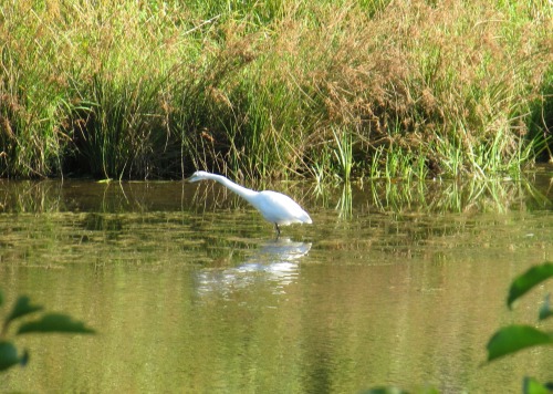 August brings egrets, stopping to feed in our ponds while on migration. I love to see them! I believ