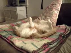 cute-overload:  My cat sleeps on his back.