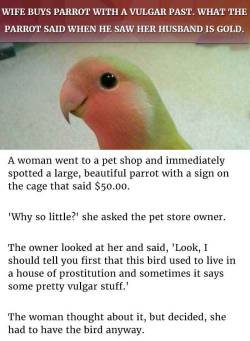 the-haziest-pony:  feeltheberd: i found this story googling parrot memes and my dumb ass has been laughing ever since   DAMN SON 