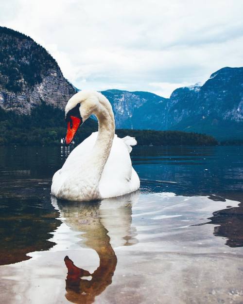 Hello , swan :) in #Hallsttat @visitsalzburg . . #bdteam #beautifuldestinations . . . #vsco #vscocam