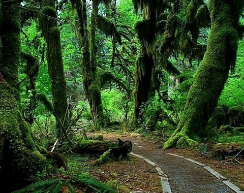 The Hall Of Mosses Trail At The Hoh Rain Forest In Olympic National Park, USA