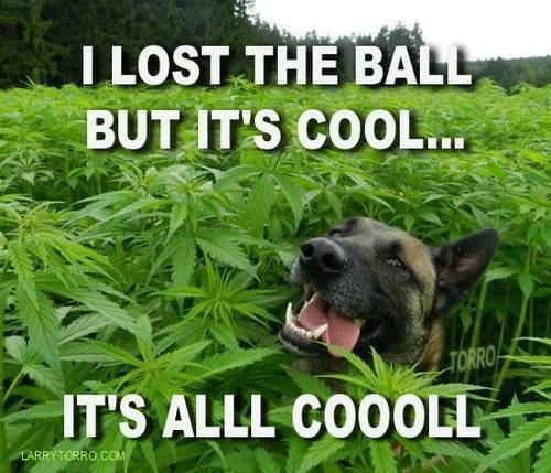 samsweetland:  This dog is uh…happy.