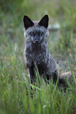 beautiful-wildlife:  Silver Vixen by Nate
