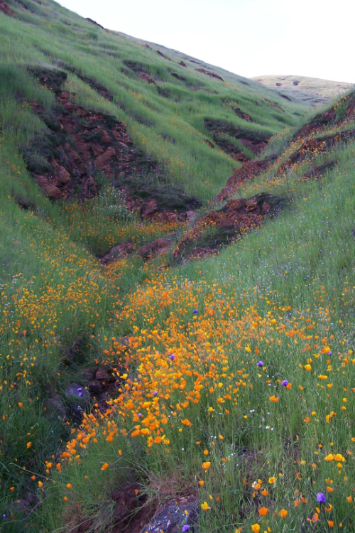 expressions-of-nature: Fresno County Sunrise, CA by Sierra Sunrise