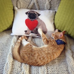 kitty-in-training:  Sorry but this is adorable!