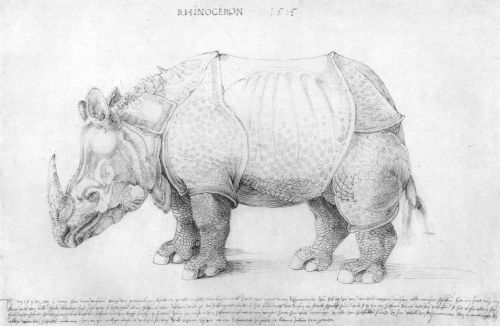 Rhinoceros, Albrecht Dürer (1471-1528)Happy World Rhino Day!