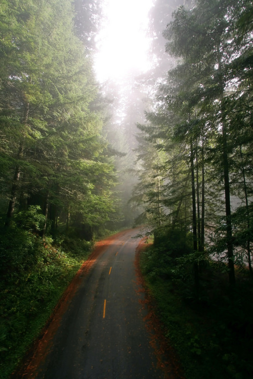 just-breezy:Redwood Country {} J_Bergez