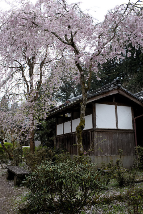 shinjjuku:Sakura in Oono temple（大野寺の桜） by Daigo Harada