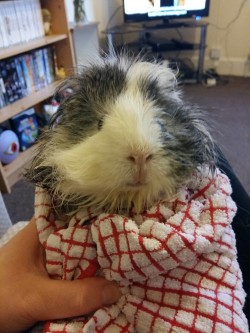 guineapiggies:  Piggy burrito after bath time!Submitted by clairefable