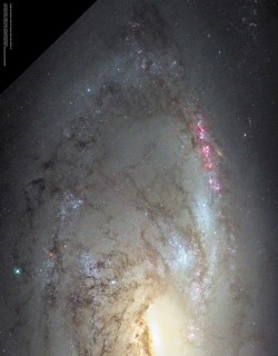 thedemon-hauntedworld:M106 Close Up Close to the Great Bear (Ursa Major) and surrounded by the stars of the Hunting Dogs (Canes Venatici), this celestial wonder was discovered in 1781 by the metric French astronomer Pierre Mechain. Later, it was added