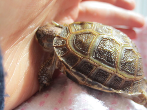 thewhimsyturtle:I don’t understand, Mommy. Why can’t I dig through your hand?! And why a